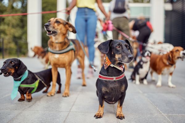 Savannah Pets