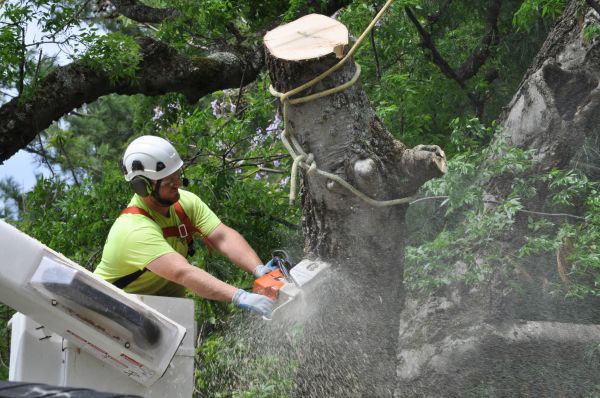 Savannah Tree Trimming